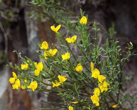 FM9A1002 Genêt purgatif (ou oroméditerranéen) (Cytisus oromediterraneus Rivas Mart. & al., 1984)