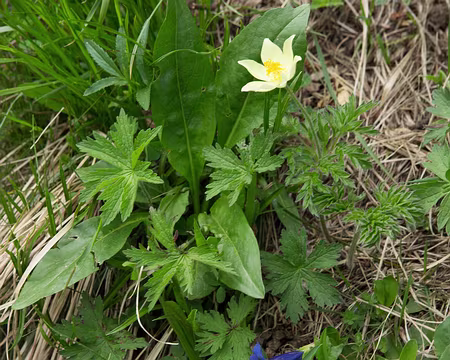 FM9A1029 Anémones, gentianes acaules et globulaires