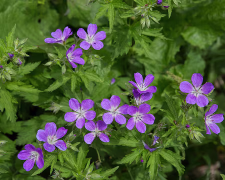 FM9A1047 Géranium des bois (Geranium sylvaticum L., 1753)