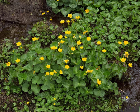 FM9A1052 Populage des marais (Caltha palustris L., 1753)