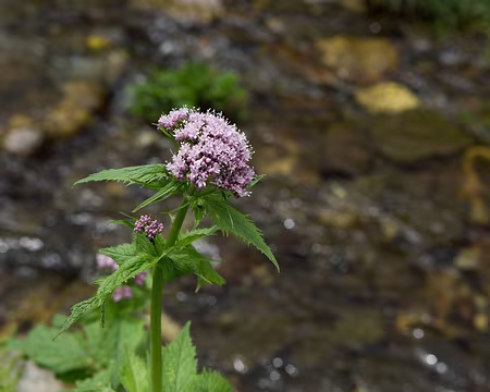 FM9A1060 Valériane des Pyrénées (Valeriana pyrenaica L., 1753)