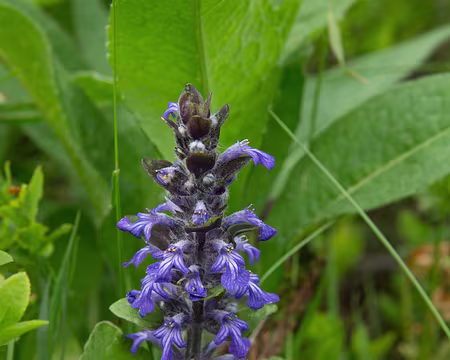FM9A1064 Bugle rampante (Ajuga reptans L., 1753)