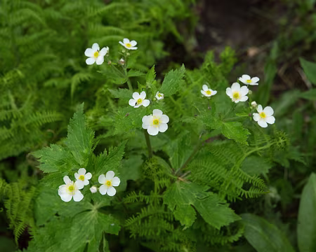 FM9A1070 Renoncule à feuilles d'Aconit (Ranunculus aconitifolius L., 1753)