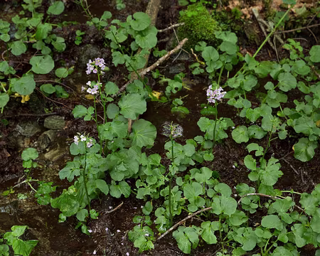 FM9A1090 Cardamine à larges feuilles (Cardamine raphanifolia Pourr.)