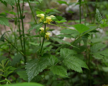 FM9A1101 Lamier jaune (Lamium galeobdolon (L.) L. subsp. galeobdolon)