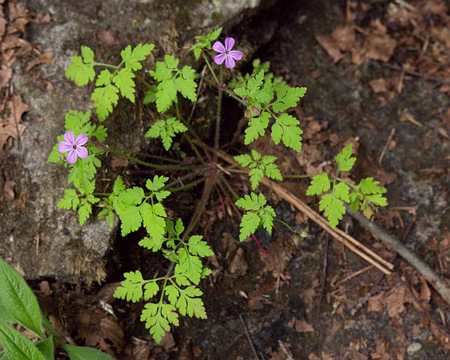FM9A1109 Géranium Herbe à Robert (Geranium robertianum L. subsp. robertianum)