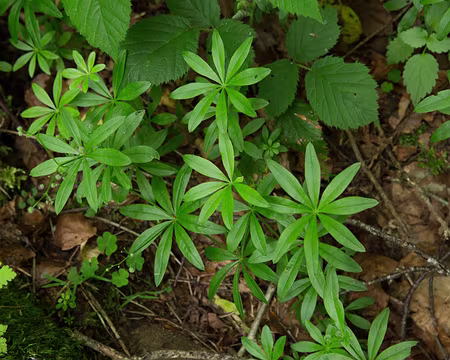 FM9A1114 Gaillet odorant (Galium odoratum (L.) Scop.)