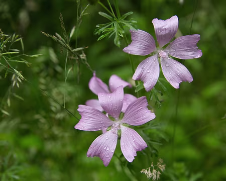FM9A1140 Mauve musquée (Malva moschata L., 1753)