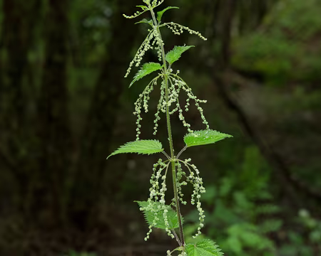 FM9A1141 Grande ortie (Urtica dioica L., 1753)