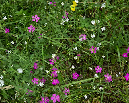 FM9A1143 Stellaire à feuilles de graminée (Stellaria graminea L., 1753) et œillet à delta (Dianthus deltoides L., 1753)