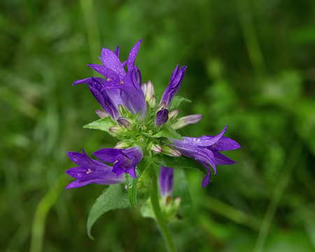 FM9A1152 Campanule aglomérée (Campanula glomerata L.)
