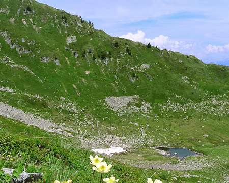 DSC03059f Orientation, orientation, d'accord. Mais admirons quand même au passage la pulsatille soufrée...