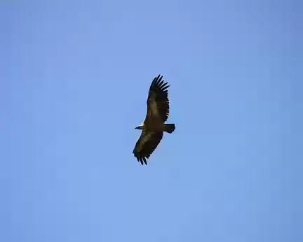 IMG_7334 Premier vautour du week-end
