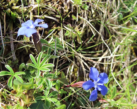 IMG_7354 Gentiane