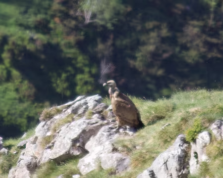 IMG_7383r Un peu sous le sommet, un vautour