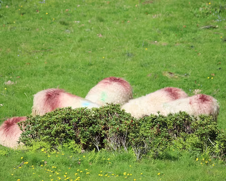 IMG_7424 La tête à l'ombre