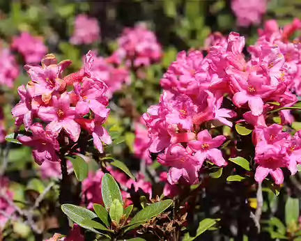 IMG_7530 Rhododendron