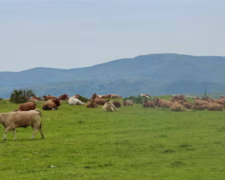 PXL011 Les vrais habitants de la Lozère