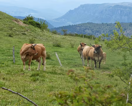 PXL012 Monsieur au milieu de ses dames. C'est comme cela en Lozere.