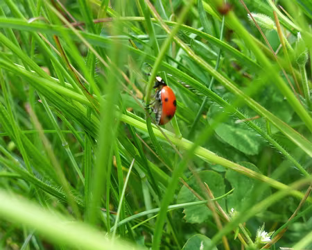 PXL013 En robe rouge à poids noir, j'essaie de me fondre dans le décors