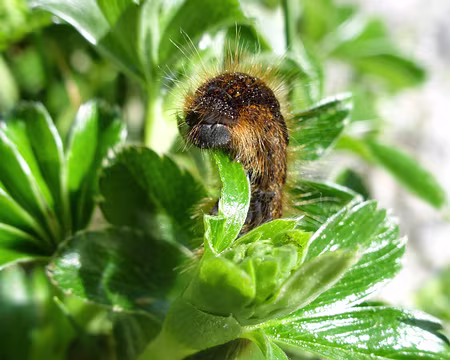 PXL016 Au sommet on trouve toujours de drole de bête