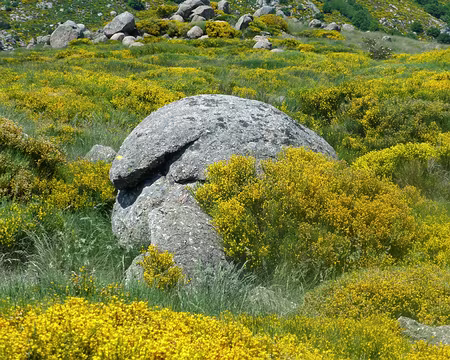PXL051 La fin des landes de Genets avant la descente vers Genolhac