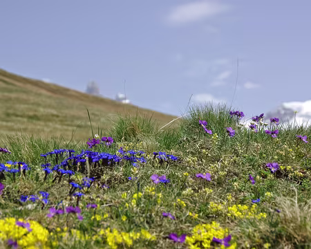 Le printemps sur le plateau d’Emparis Le printemps sur le plateau d’Emparis