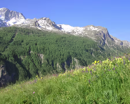 Dans les prés entre les Terrasses et la Grave Dans les prés entre les Terrasses et la Grave