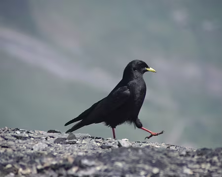 La faune présente même à cette altitude La faune présente même à cette altitude