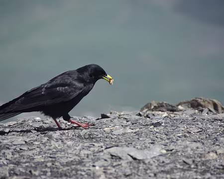 Le pique-nique du gîte a l’air bien apprécié ! Le pique-nique du gîte a l’air bien apprécié !