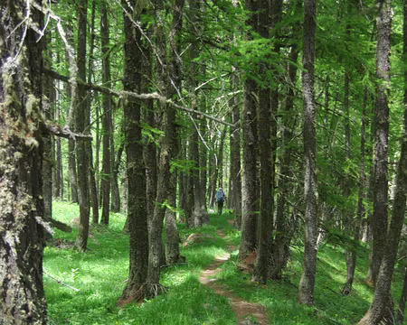Reste de moraine en sous-bois Reste de moraine en sous-bois