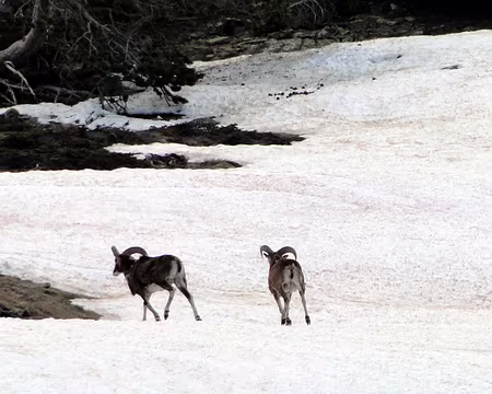 DSC02443b Bouquetins craintifs