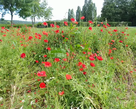 PXL007 Coquelicots au parc Corbière