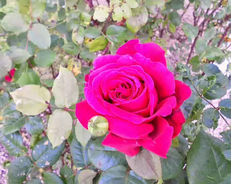 PXL016 Merci à Annie.