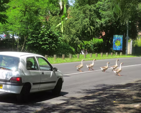 PXL025 à Yerres, les oies ont la priorité