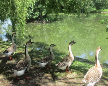 PXL026 drôles d'oies d'ailleurs : père cygne et mère bernache... ou l'inverse ?