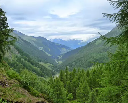 PXL002b dans un vert bucolique