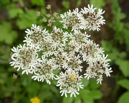 FM9A1353 Berce commune (Heracleum sphondylium subsp. sphondylium)