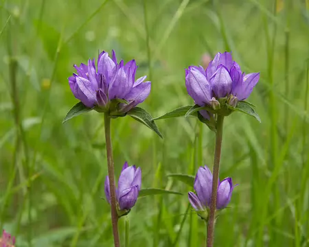 FM9A1358 Campanule aglomérée (Campanula glomerata L. subsp. glomerata)