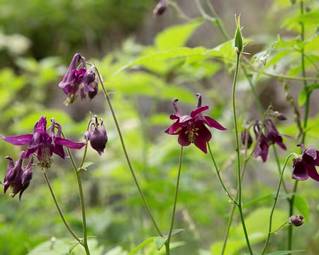 FM9A1376 Ancolie noirâtre (Aquilegia atrata W.D.J.Koch, 1830)