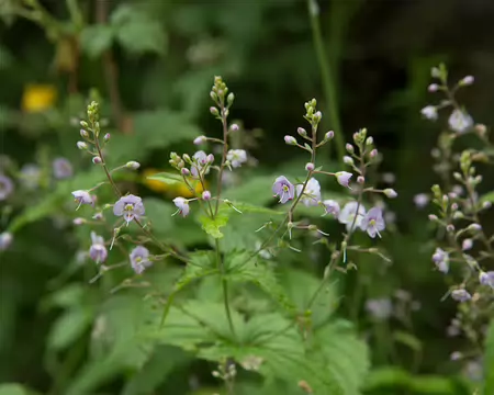 FM9A1383 Véronique à feuilles d'Ortie (Veronica urticifolia Jacq., 1773)