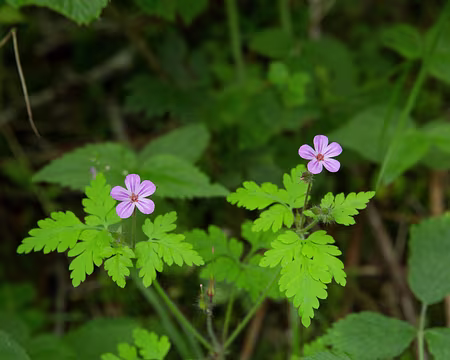 FM9A1384 Géranium Herbe à Robert (Geranium robertianum L. subsp. robertianum)