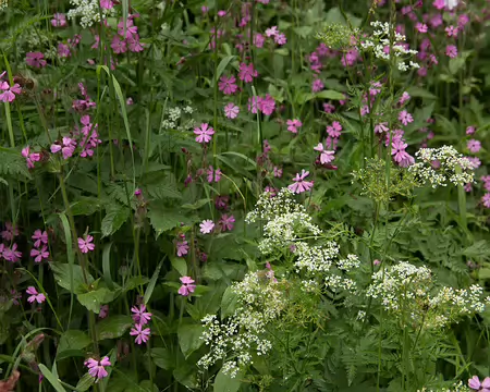 FM9A1388 Silène dioïque (Silene dioica (L.) Clairv., 1811) et Cerfeuil doré (Chaerophyllum aureum L., 1762)