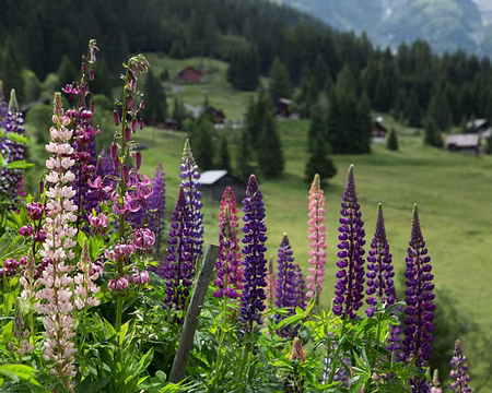 FM9A1421 Lupins et lis martagon