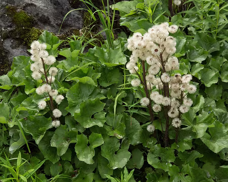 FM9A1441 Pétasite paradoxal (Petasites paradoxus (Retz.) Baumg., 1816)