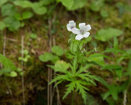 FM9A1465 Géranium blanc (Geranium rivulare Vill.)