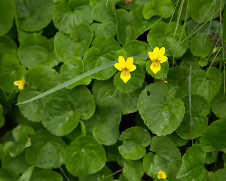 FM9A1469 Pensée à deux fleurs (Viola biflora L., 1753)