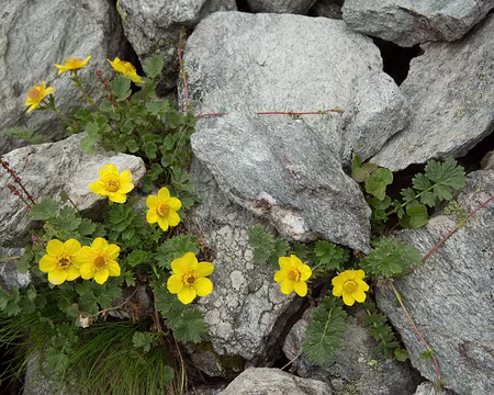 FM9A1641 Benoîte rampante (Geum reptans L., 1753)