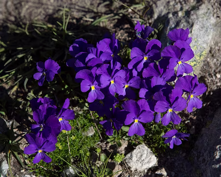 FM9A1792 Pensée des Alpes (Viola calcarata L., 1753)