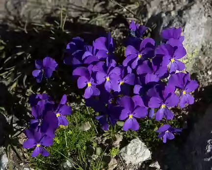 FM9A1792 Pensée des Alpes (Viola calcarata L., 1753)